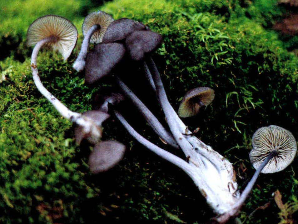 Entoloma coelestinus var.violaceus(Kauffm.)A.H.Smith